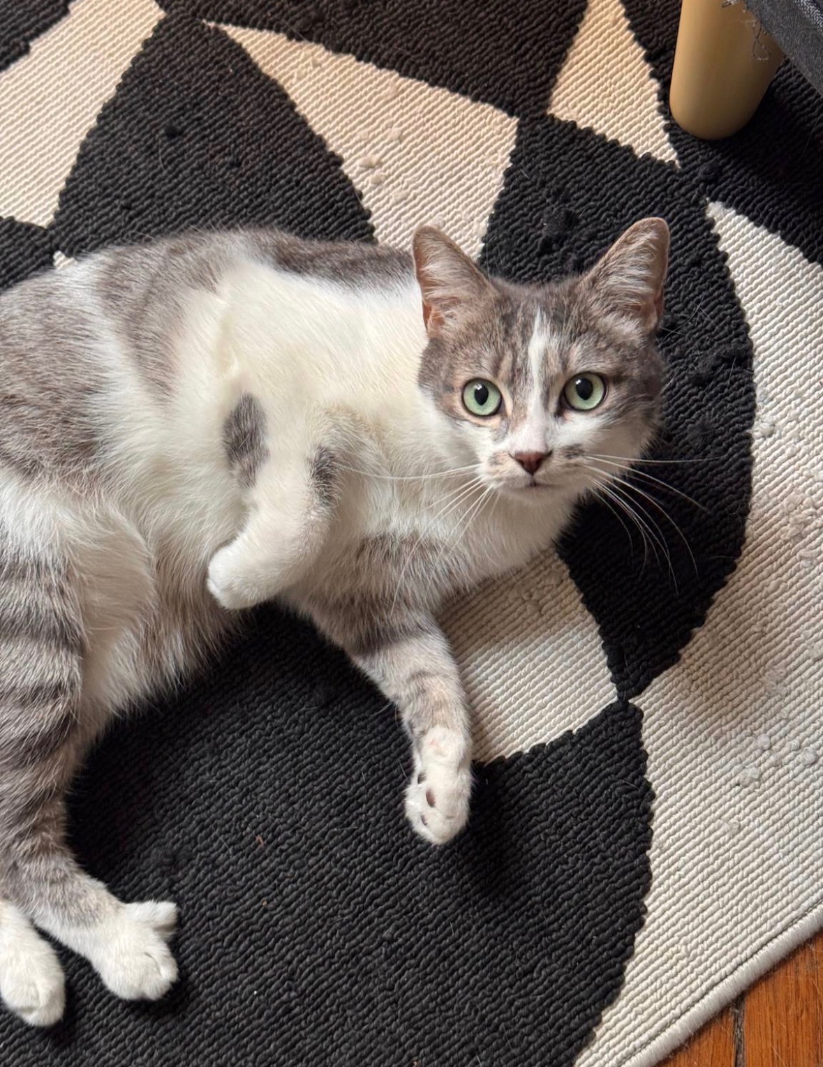 Chat El Padrino gardé par Vanessa à Lyon