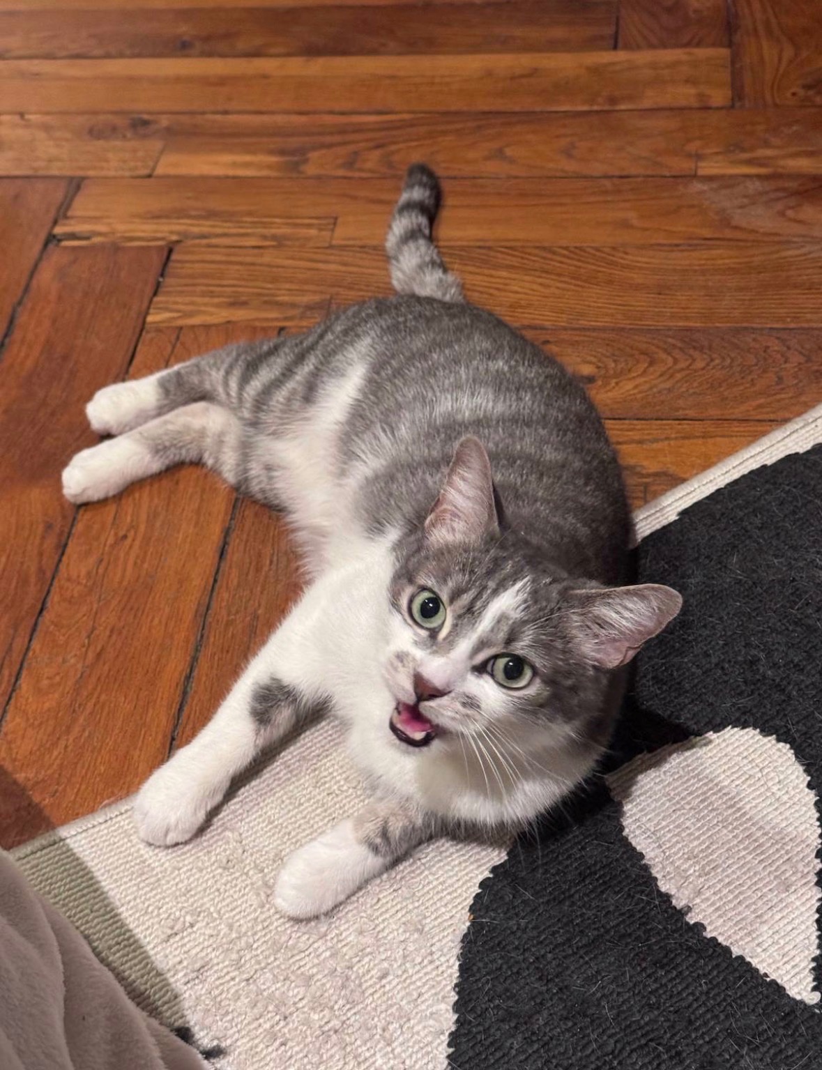 Visite à domicile pour chat à Lyon