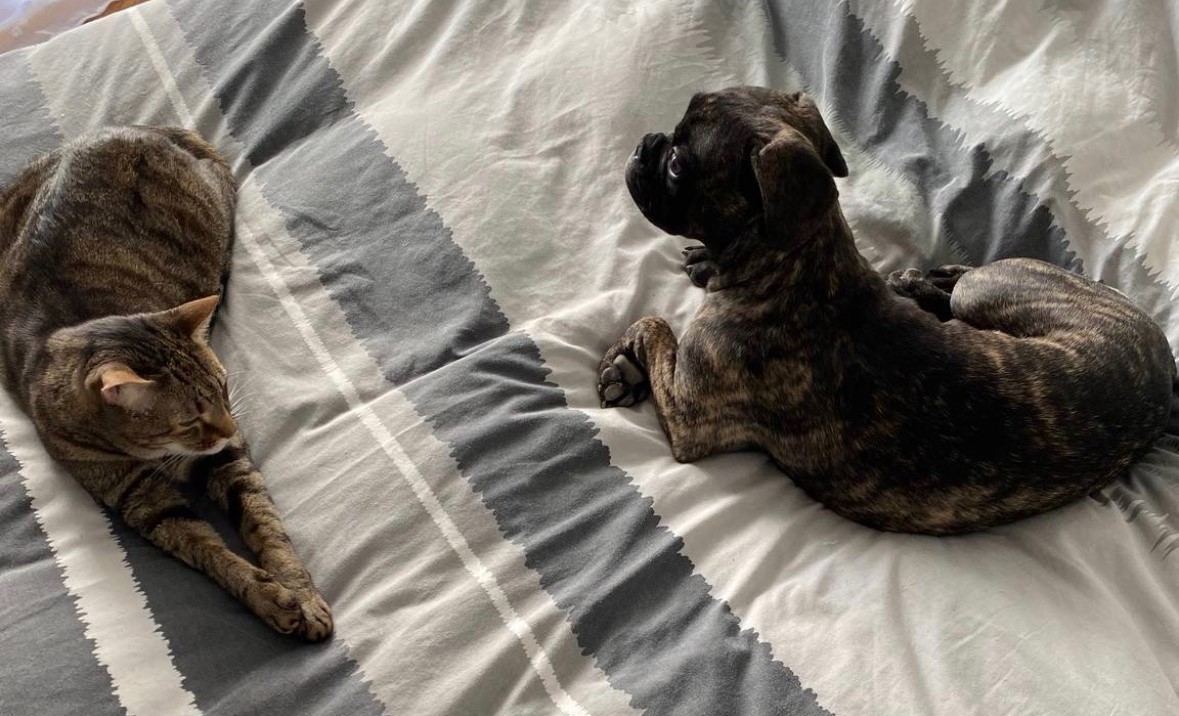 Animaux gardés à domicile par Vanessa à Lyon