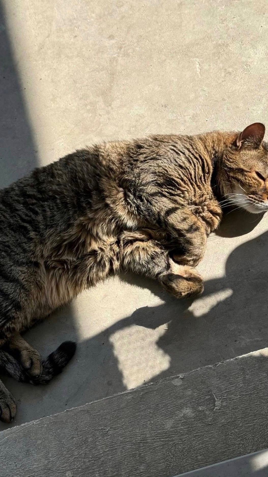 Chat Ramsès gardé à domicile à Lyon