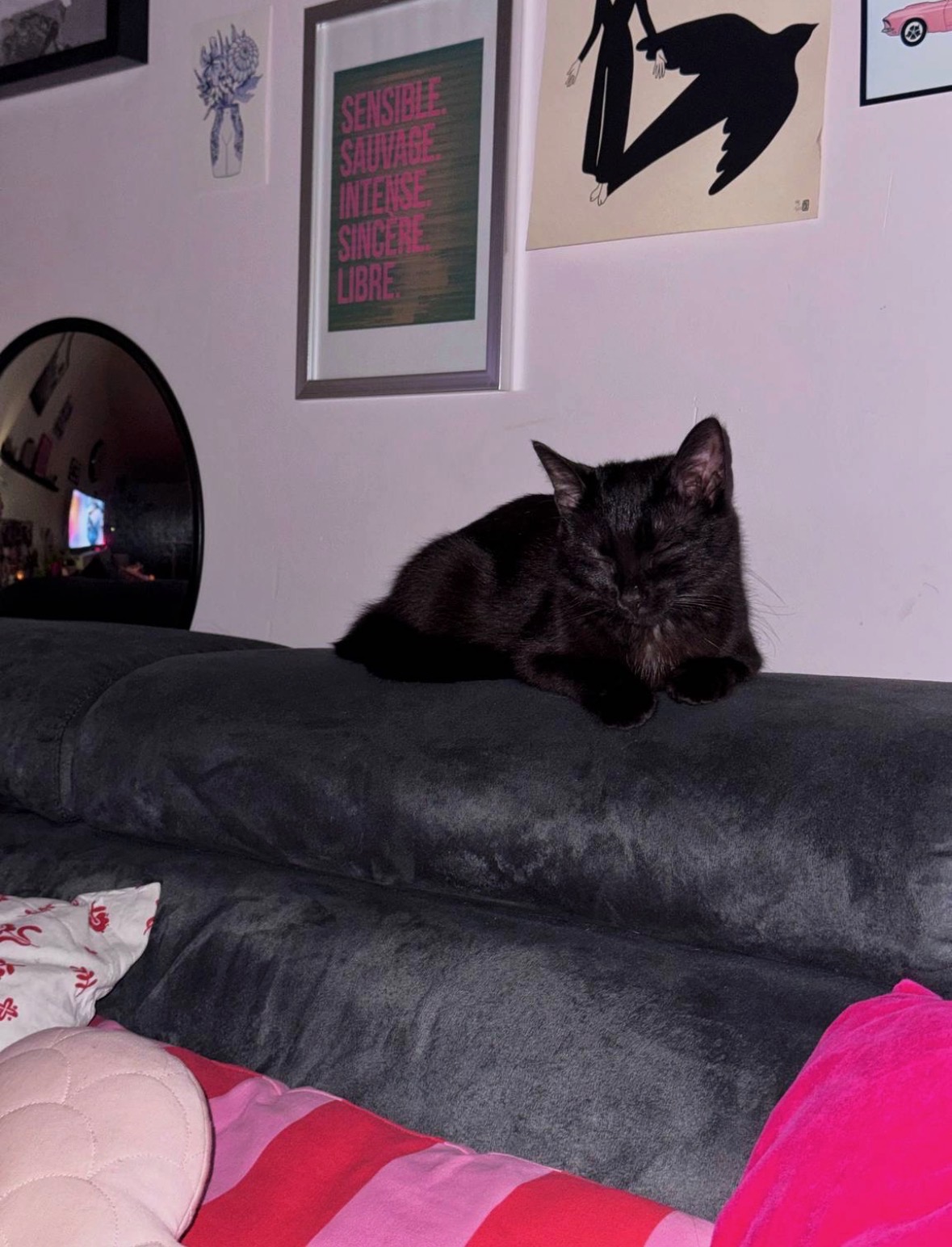 Pet sitter Lyon — chien heureux après sa promenade