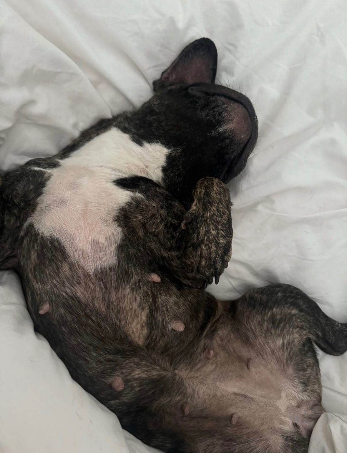 Chien Snoop gardé par Vanessa, dog sitter à Lyon