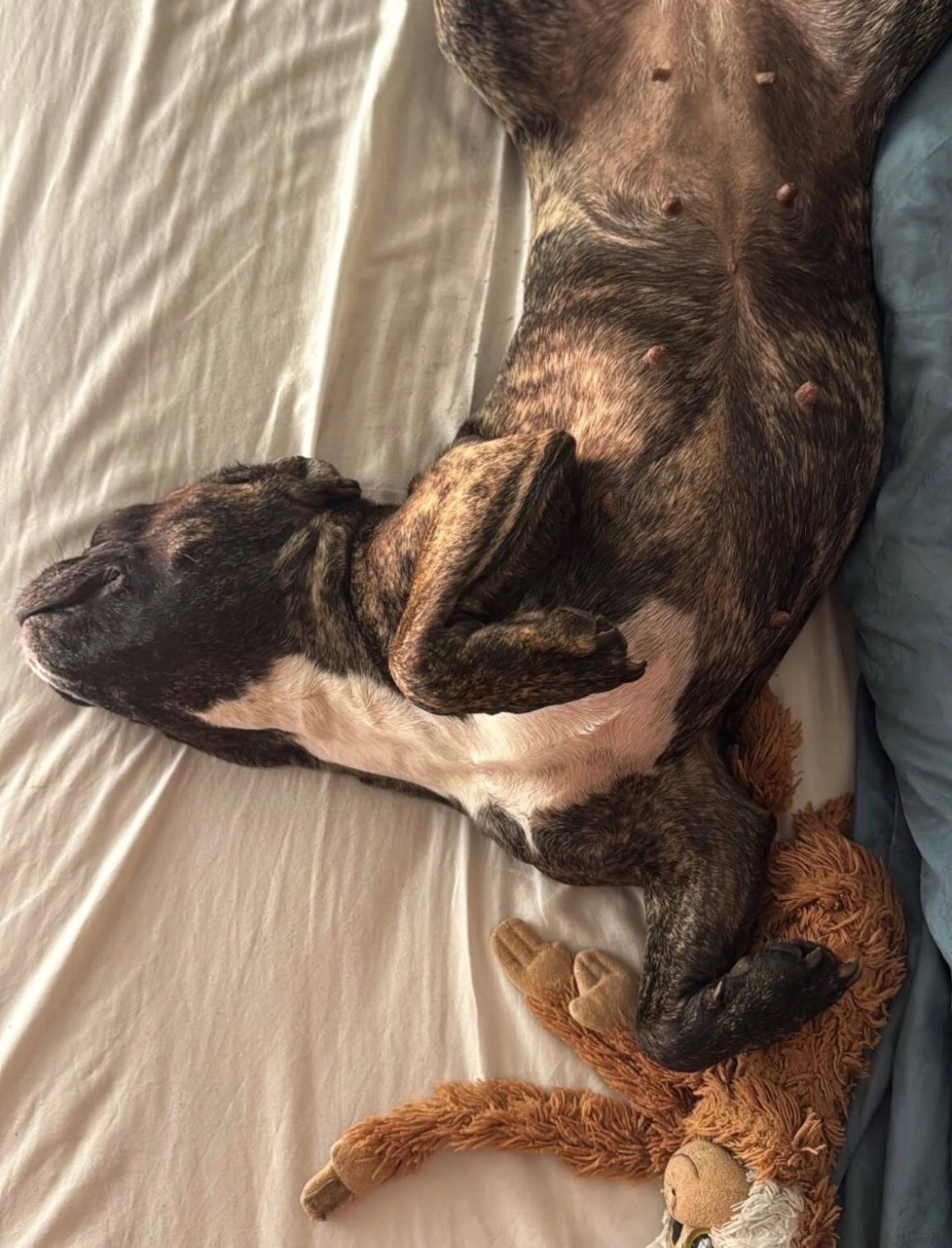 Garde de chien à Lyon — Snoop en promenade